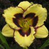 Hemerocallis El Desperado